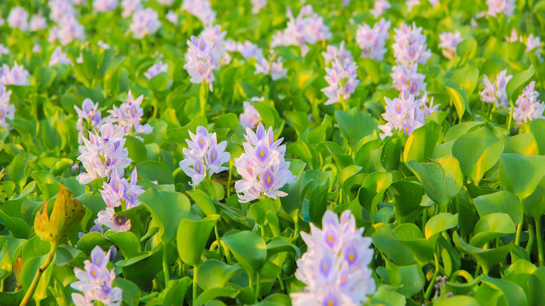 The Story of Water Hyacinth