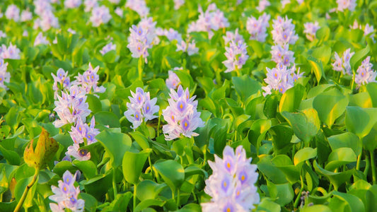 The Story of Water Hyacinth